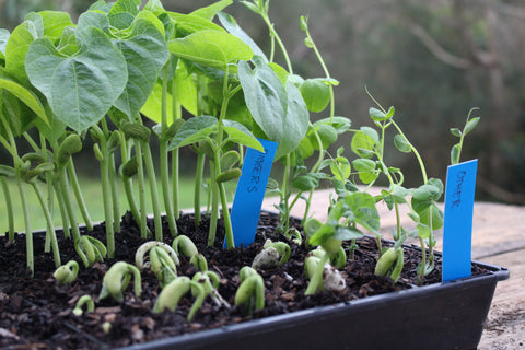 Seedlings trials growing in a container - seed raising mix Australia