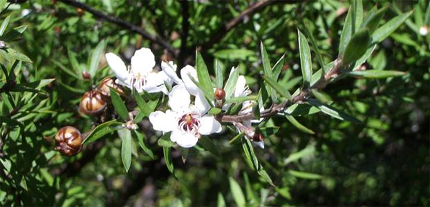 LEPTOSPERMUM SCOPARIUM IN FLOWER