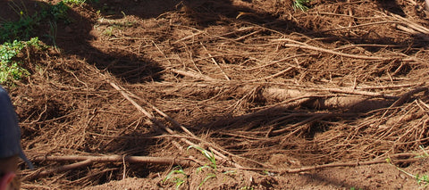 Living alongside trees - Exposed Shallow lateral spreading roots