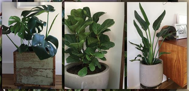 MONSTERA DELICIOSA, FIDDLE LEAF FIG & WHITE BIRD OF PARADISE