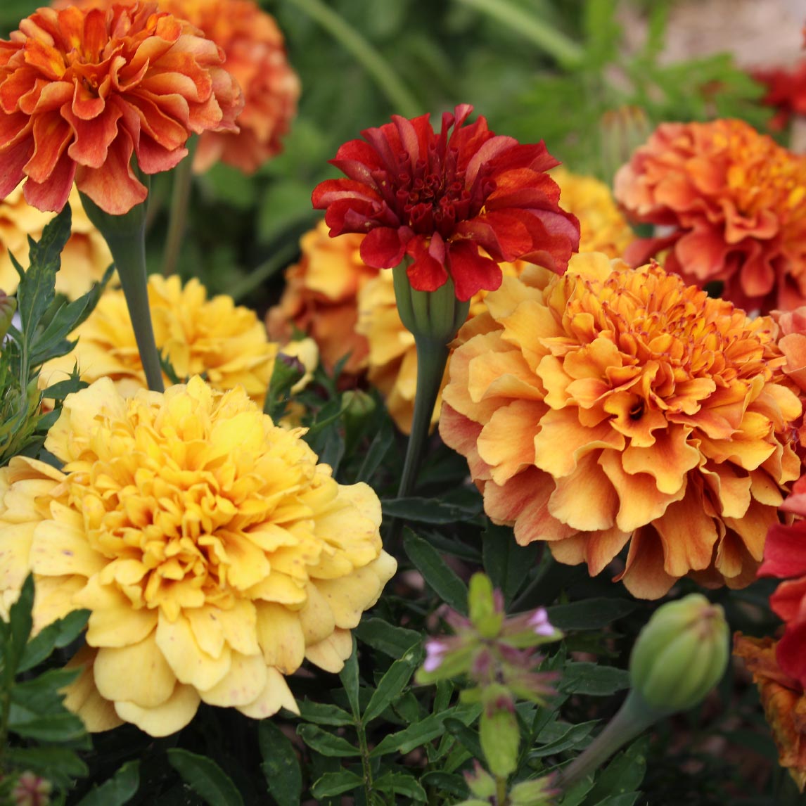 Zinnia Autumn Sky Mix - The Diggers Club