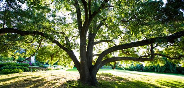 OLD DESERT ASH PROVIDES THE SHADE OF 17 ORNAMENTAL PEARS!