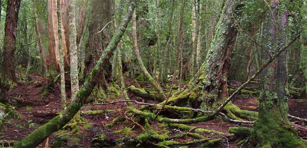 OLD GROWTH FORESTS ARE THE CRUCIAL PLATFORM FOR BIODIVERSITY