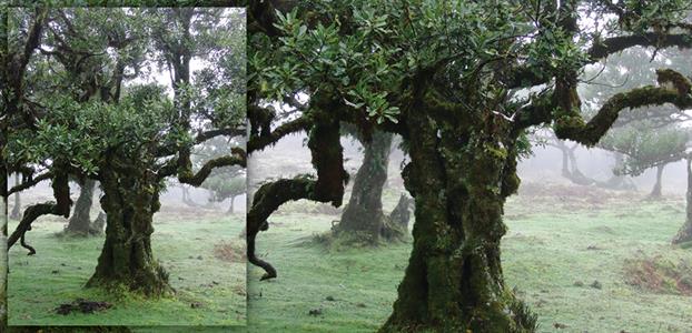 ONE GIANT TIL TREE (OCAOTEA FOETENS) OFFERS 16 HECTARES OF LEAF SURFACE