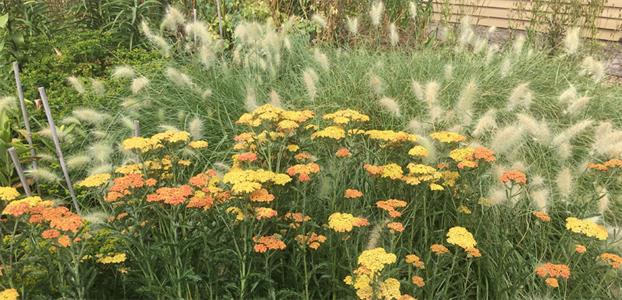 PERENNIALS AND GRASSES WORK AS A FIRST STEP