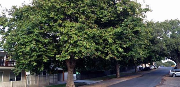 PLANE TREES SHADE THE ROAD AND FOOTPATH