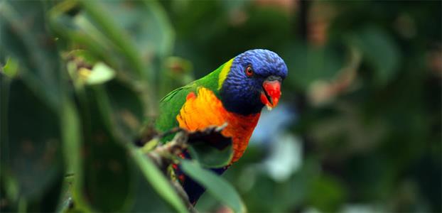 RAINBOW LORIKEET