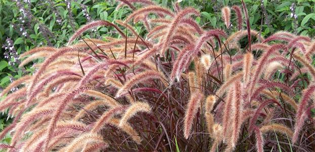 SPIKY FORM - PENNISETUM