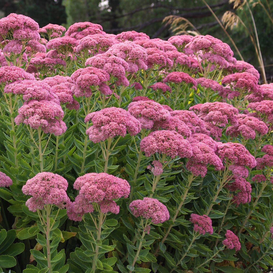 Sedum Autumn Joy .jpg__PID:cee65000-bed4-405a-9b3f-70430f763e5a