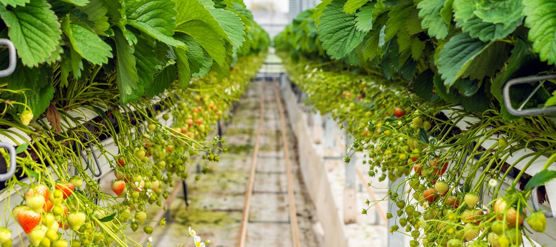 A row of strawberry runners