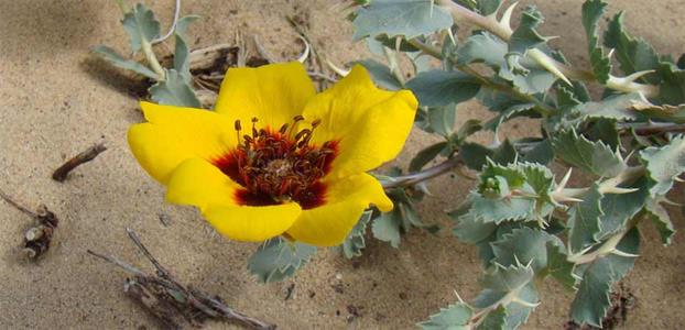 THE DESERT ROSE SPECIES, ROSA PERSICA