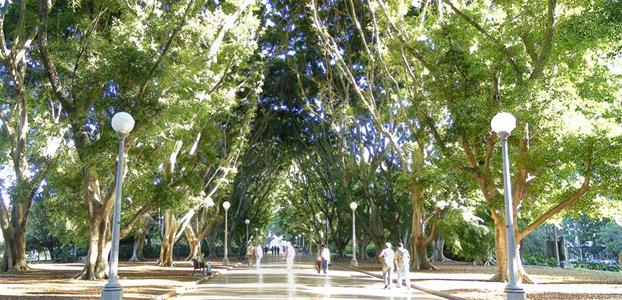 THE HILL'S FIG AVENUE PROVIDES SHADE IN HYDE PARK, SYDNEY
