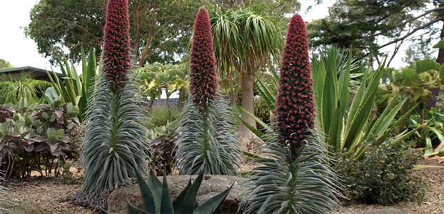 VERTICAL FORM - ECHIUM