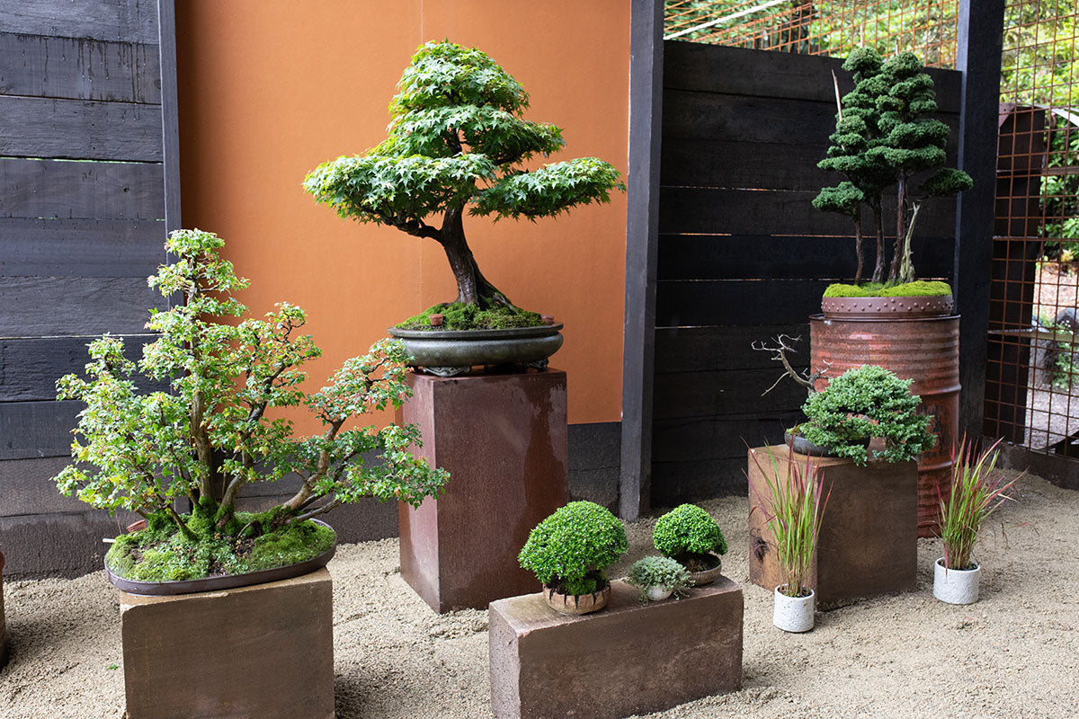 A selection of bonsai at Chojo Feature Trees.