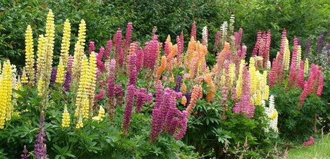 cottage garden - russell lupins