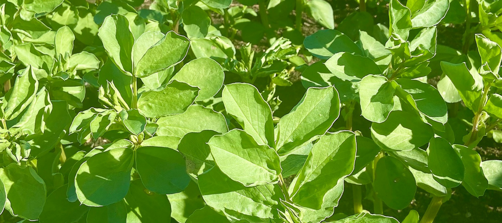 heirloom seeds garden