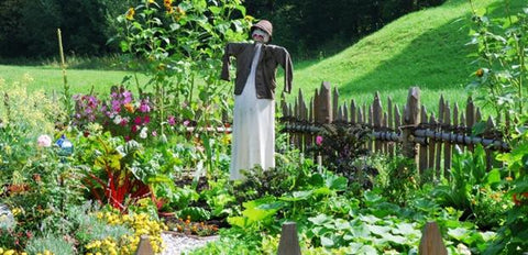vegie garden scarecrow