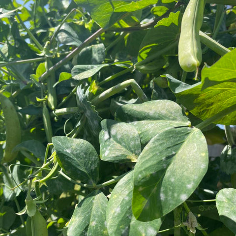 white spots on peas