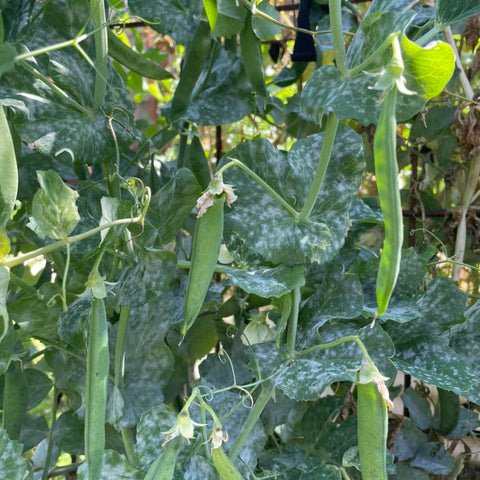 white spots on peas