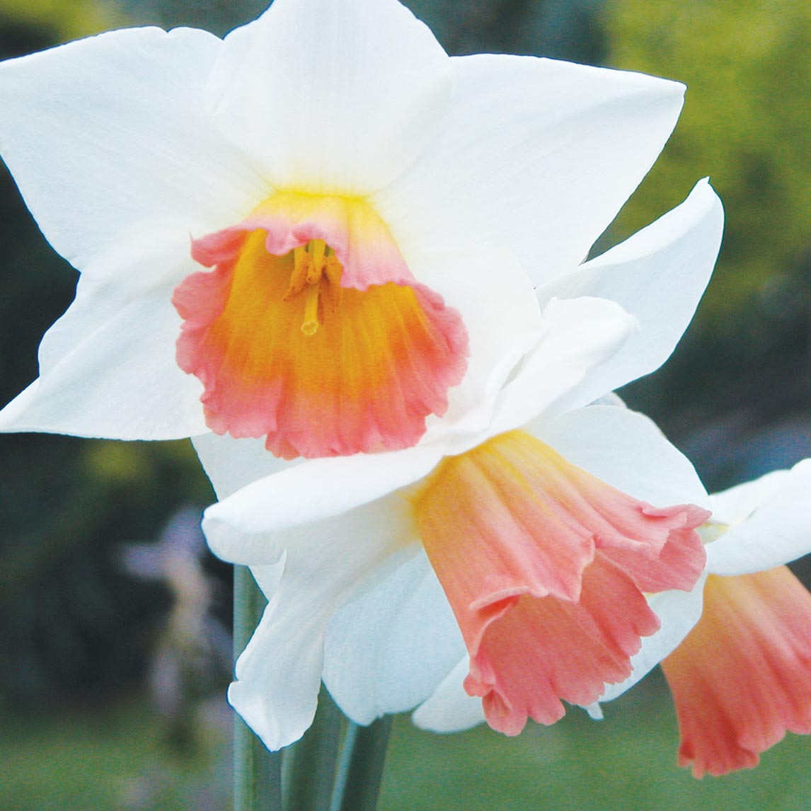 Pink Belladonna Lily (3 Bulbs) - The Diggers Club