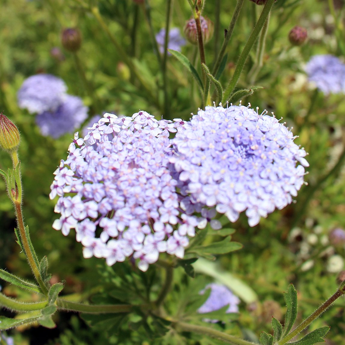 Care Of Blue Lace Flowers - How To Grow A Blue Lace Flower