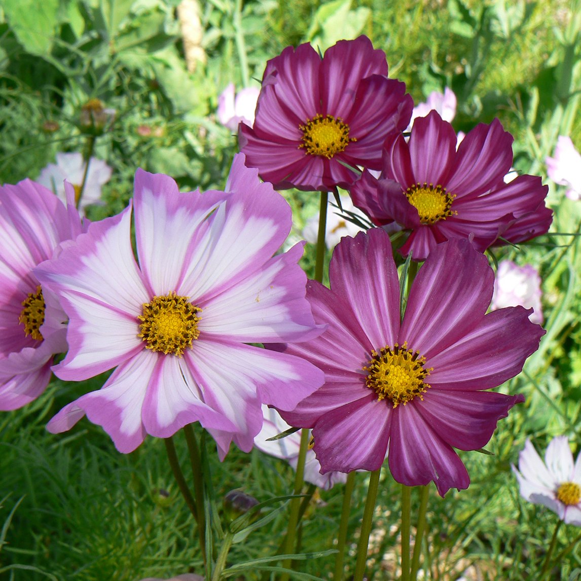 Cosmos 'Picotee' - The Diggers Club