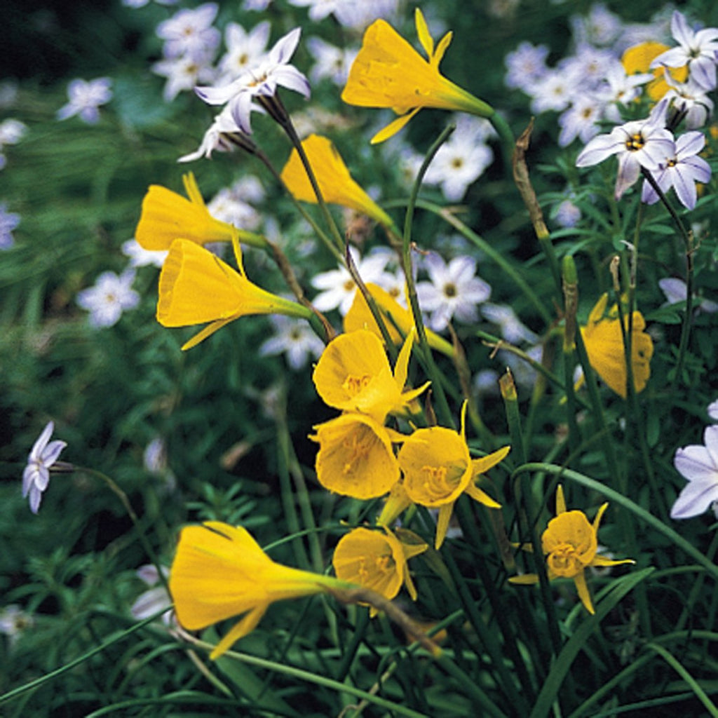 hoop petticoat daffodils