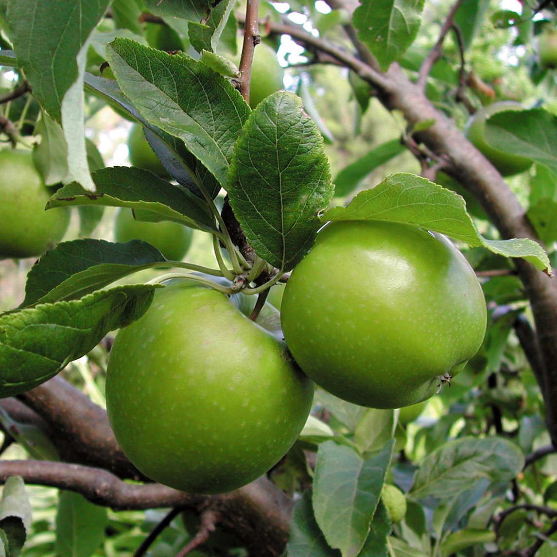 Dwarf Apple 'Granny Smith' - The Diggers Club