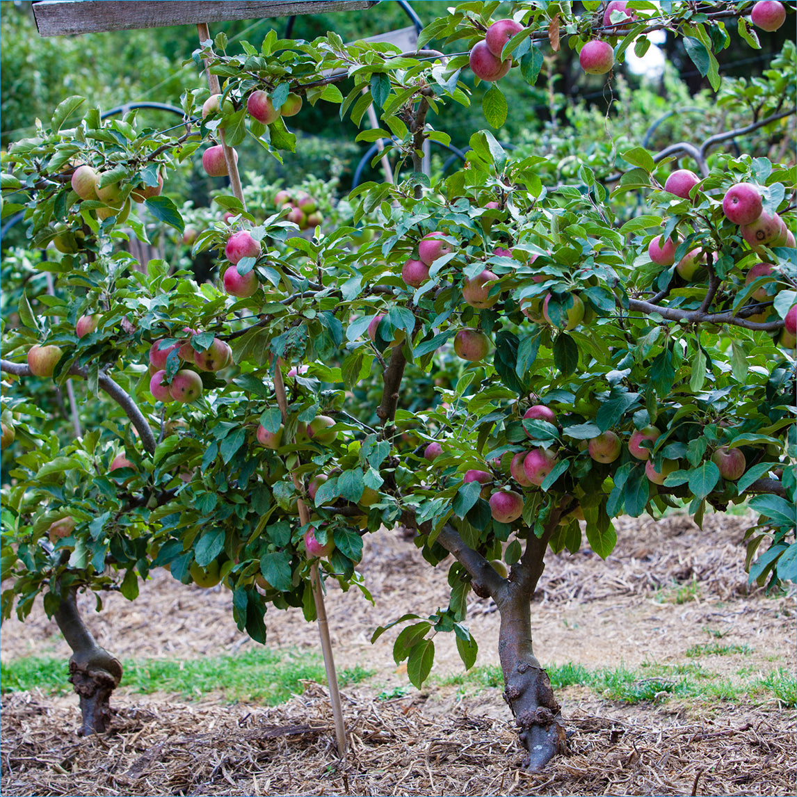 Espalier Apple Orchard Collection - The Diggers Club