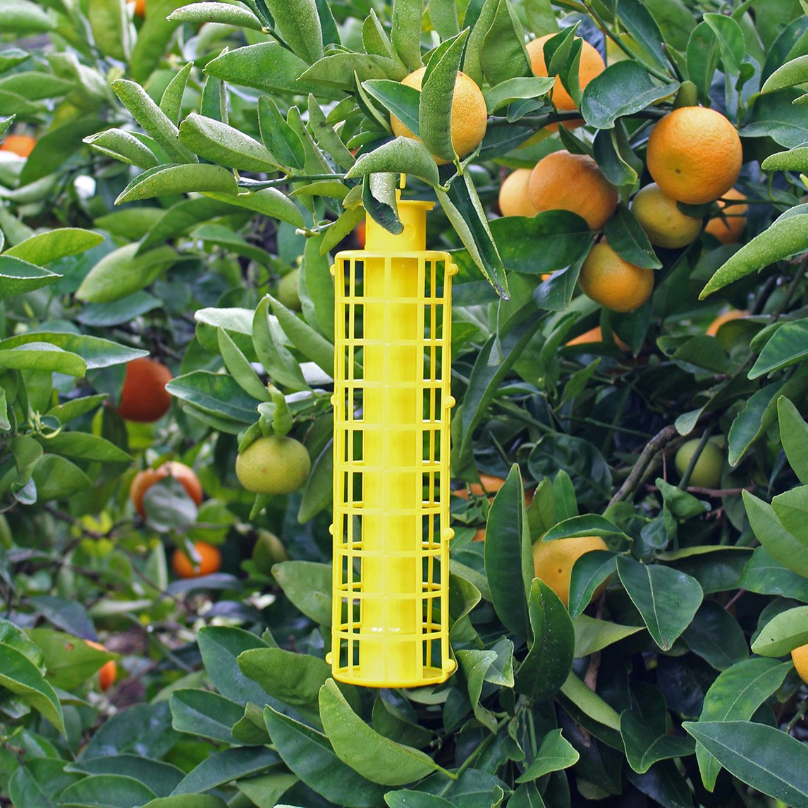 Insect Trap For Fruit Tree Pests - The Diggers Club
