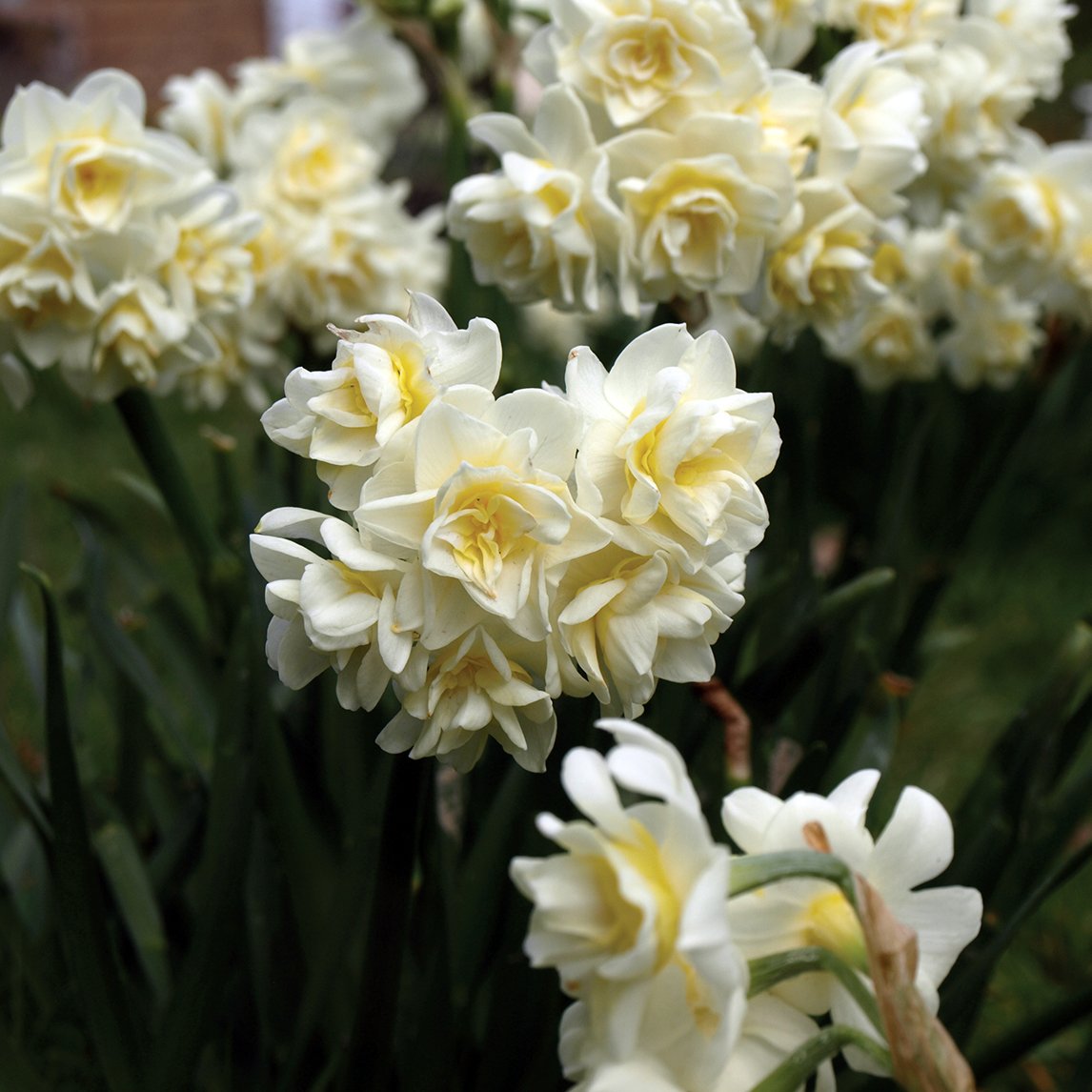 Jonquil 'Erlicheer' - The Diggers Club