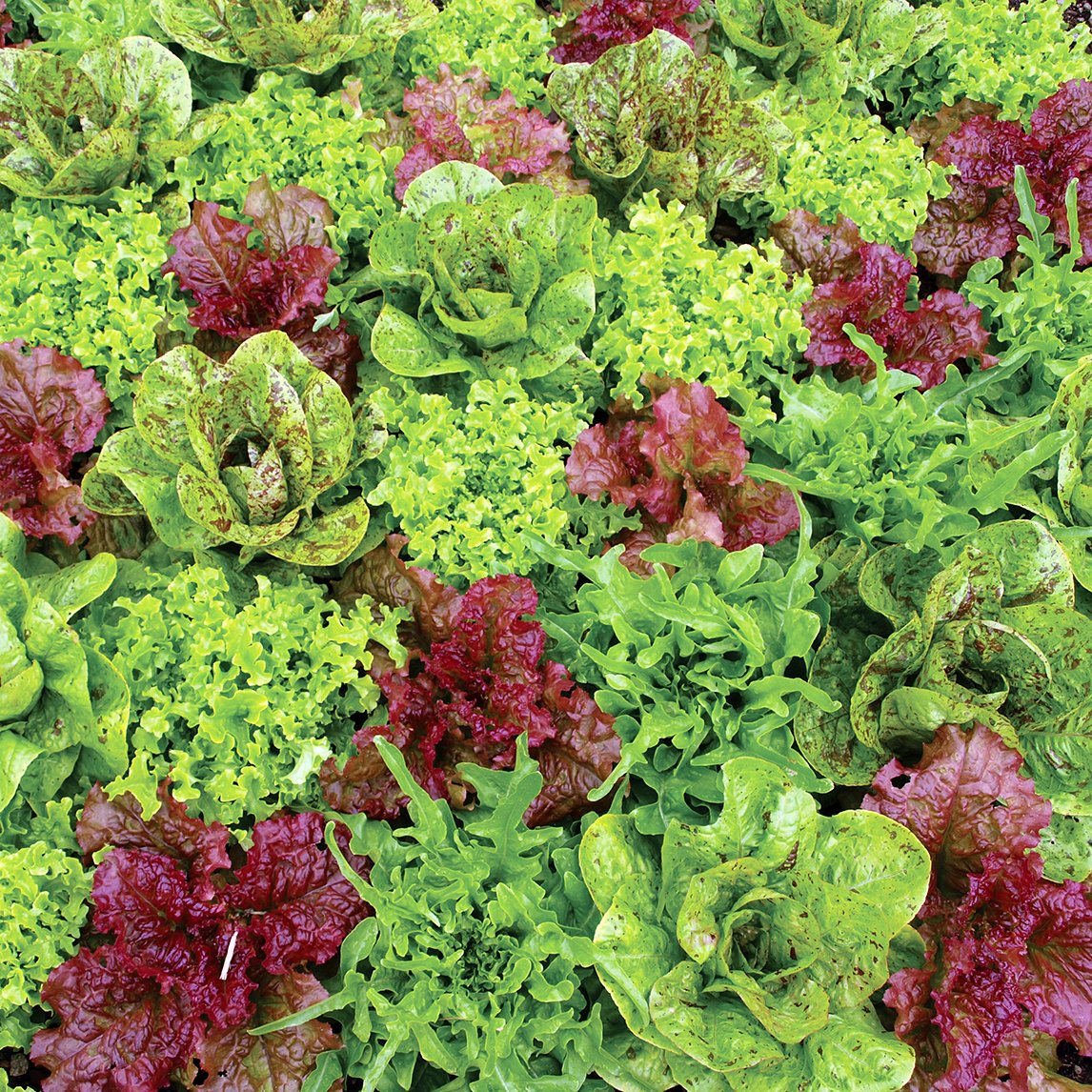 Lettuce Growing Lettuce: