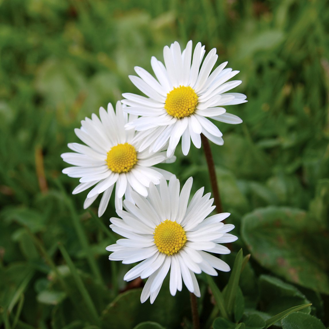 Daisy pics