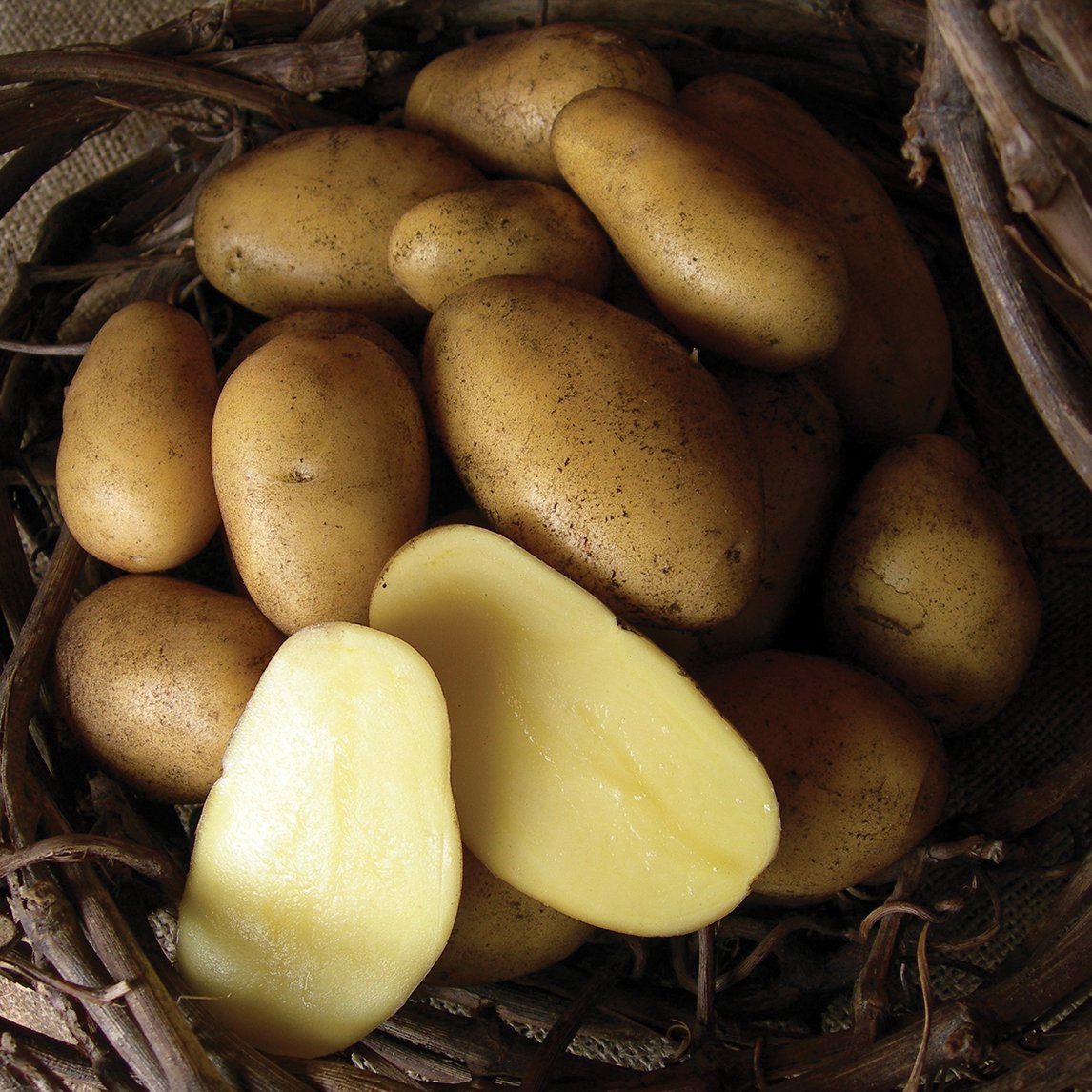 Seed Potato 'Nicola'