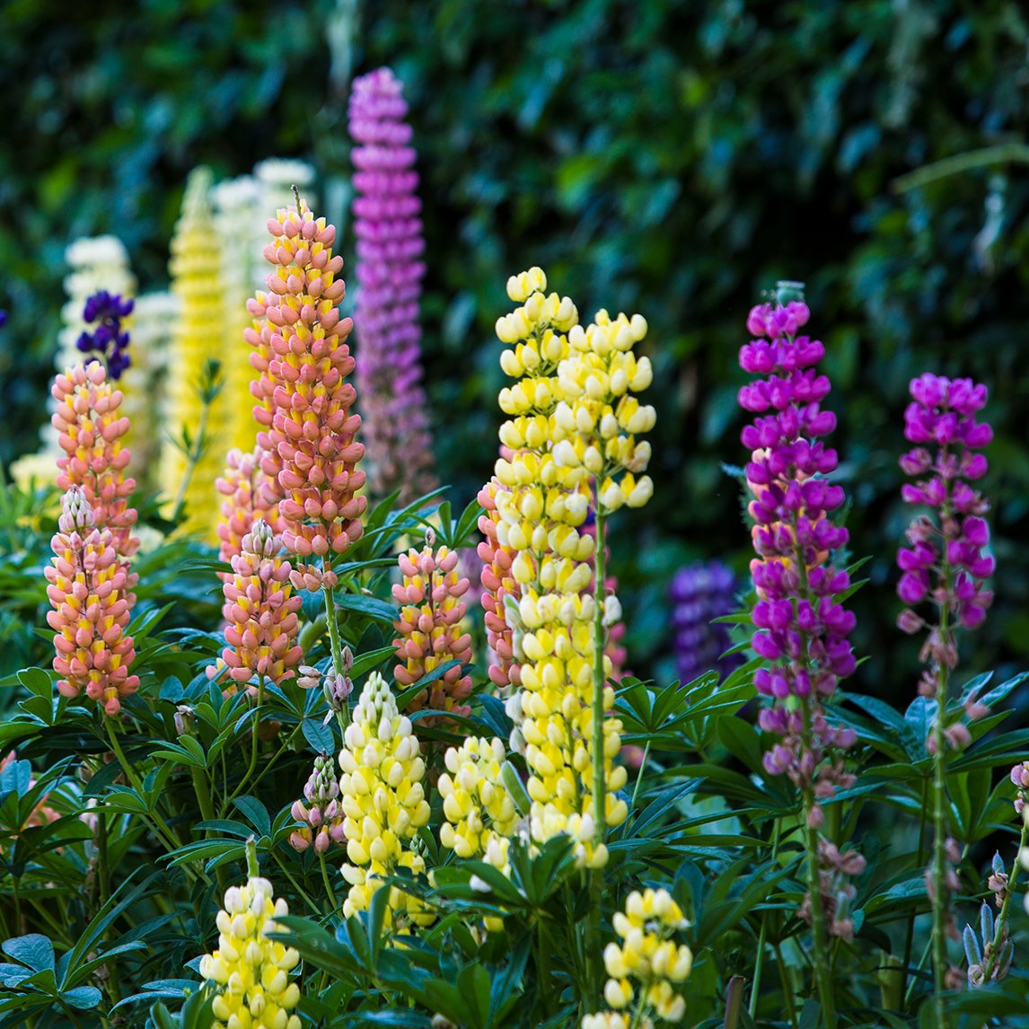 14 Perennial Plants With Long-Lasting Flowers
