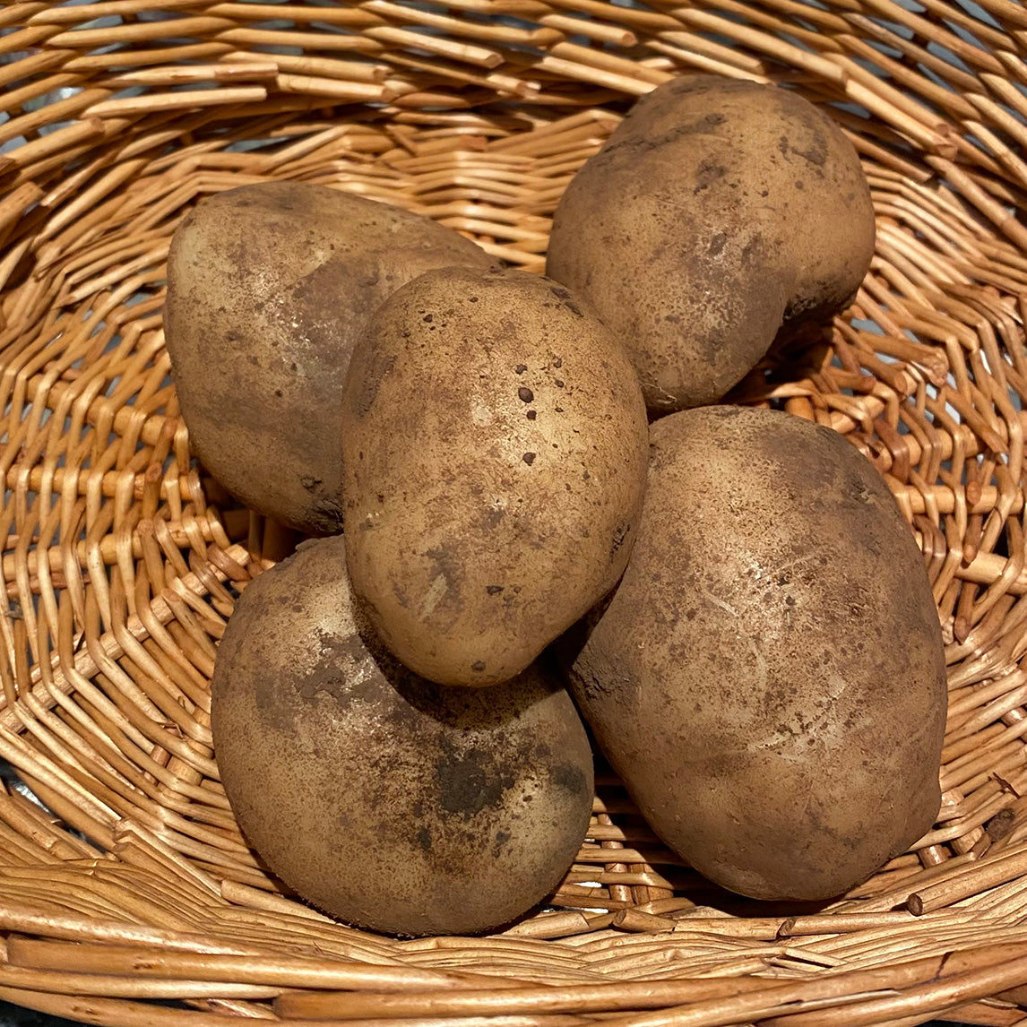 https://cdn.shopify.com/s/files/1/0488/7855/1202/products/seed_potato_carlingford_tcarl_1600x.jpg?v=1652762698