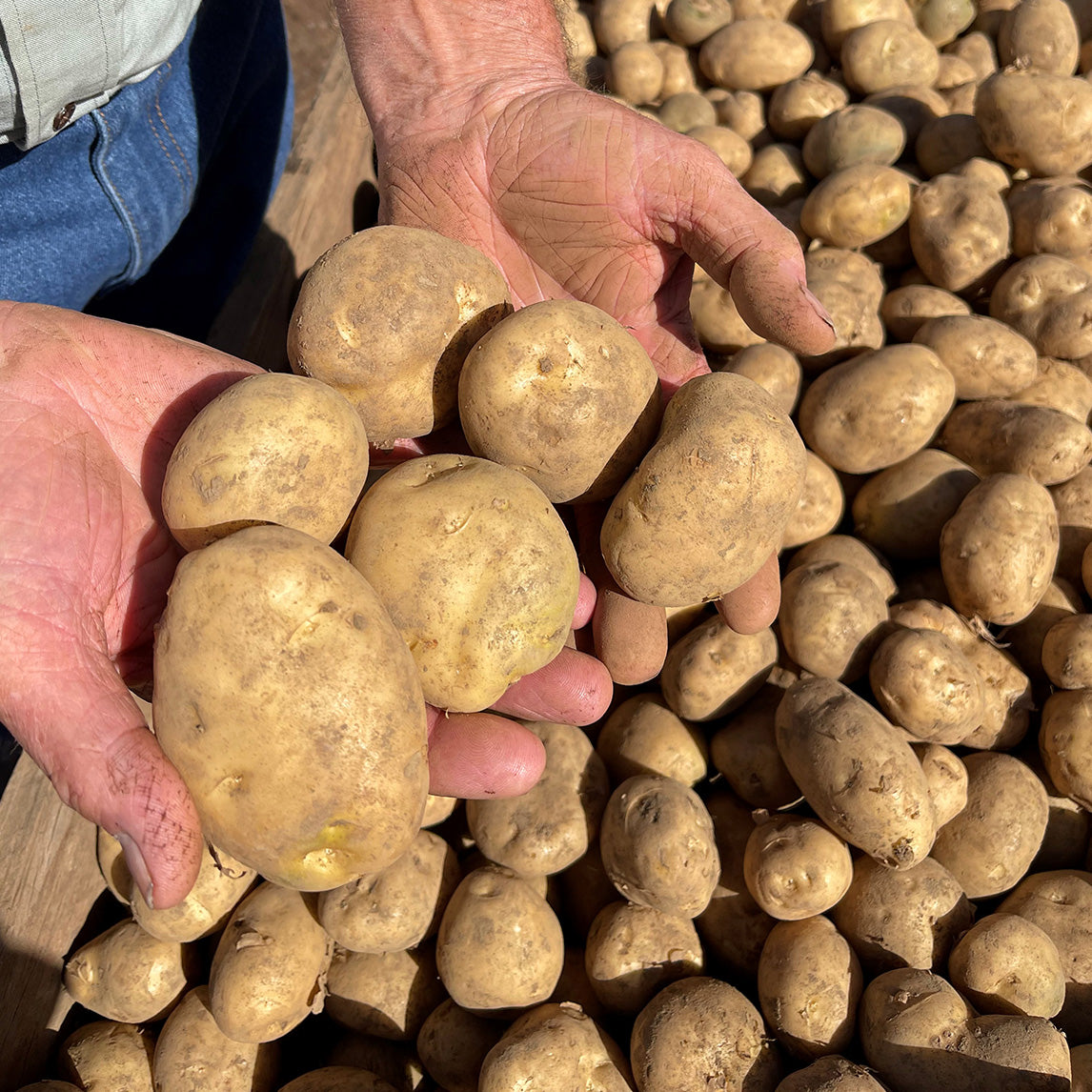 https://cdn.shopify.com/s/files/1/0488/7855/1202/products/seed_potato_kennebec_tken_1600x.jpg?v=1652762662