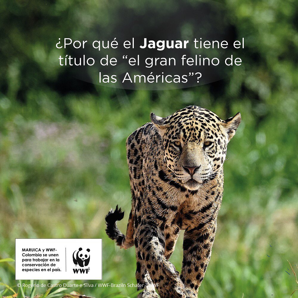 El Jaguar y sus amenazas en América Latina #ElReyJaguar – Maruica