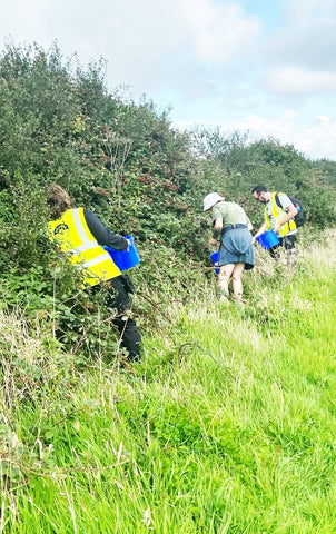 Blackberry picking for a Cornish brewery