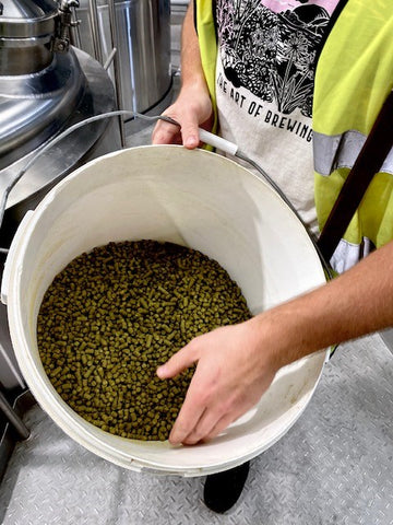 Hops for craft beer from Cornwall