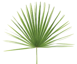 Palm leaf logo