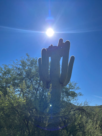 crested saguaro