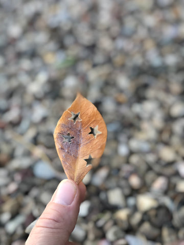 nature activity with leaves