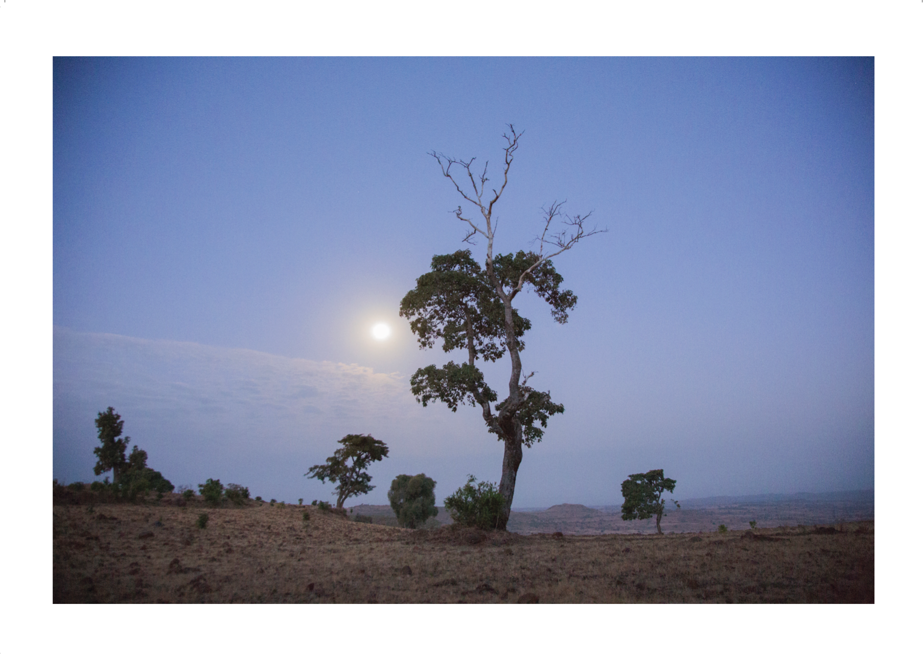 Prints to plant a forest