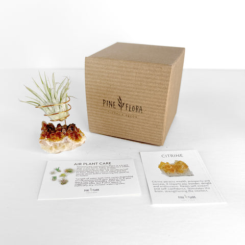 citrine air plant holder with ionantha air plant, displayed with gift box and crystal description card and air plant care card