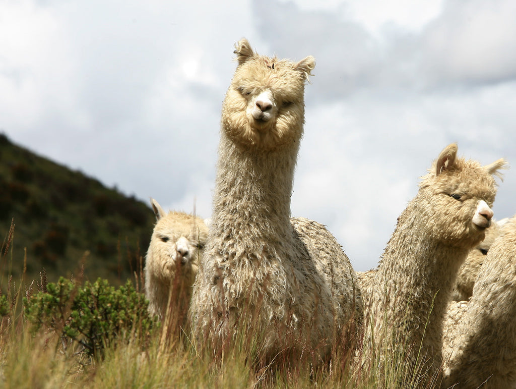 The Alpaca Blog - Is alpaca wool the softest wool in the world?