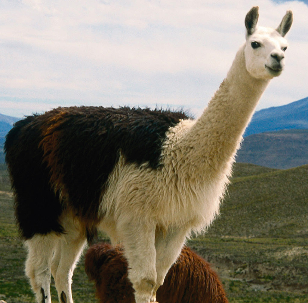 The History of Alpacas – Sol Alpaca USA