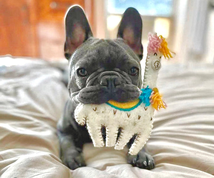 A Gift Guide for Pet Owners: What You Need to Know About Buying Cat and Dog Toys