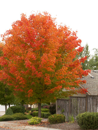 Flashfire® Sugar Maple