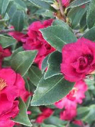 Camellia sasanqua 'Slim 'n Trim